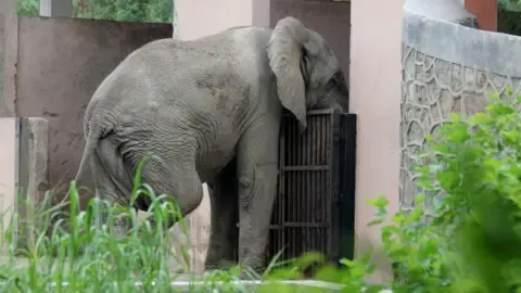 The Solitary Existence and Passing of Delhi’s Sole African Elephant